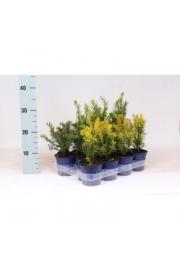 Taxus Mix Ø11 10-15 cm