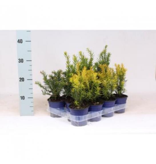 Taxus Mix Ø11 10-15 cm