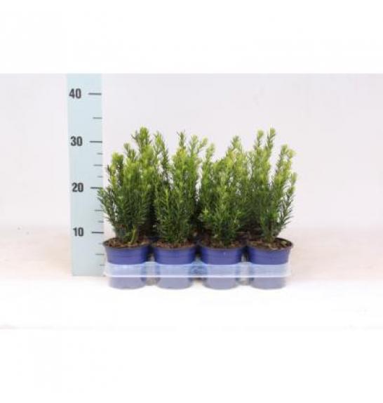 Taxus media Hillii Ø11 10-15 cm