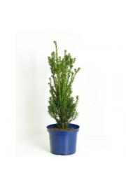 Taxus media Hillii C5 Lit.40-60 cm