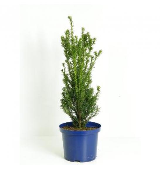 Taxus media Hillii C5 Lit.40-60 cm
