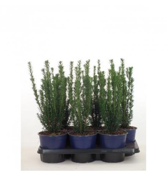 Taxus media Hillii C2 Lit. 20-30 cm