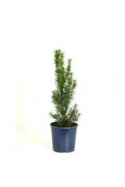 Taxus media Hillii C1 Lit.15-20 cm