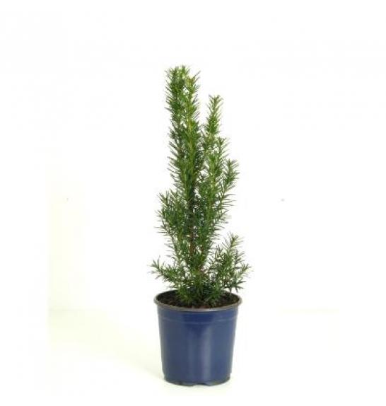 Taxus media Hillii C1 Lit.15-20 cm