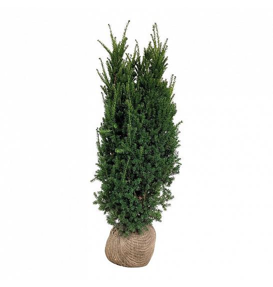 Taxus media Hillii bala 140-160 cm extra