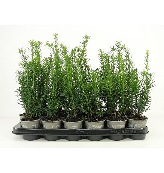 Taxus media Hicksii Ø9