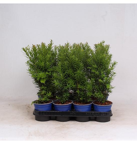 Taxus media Hicksii Ø11 10-15 cm