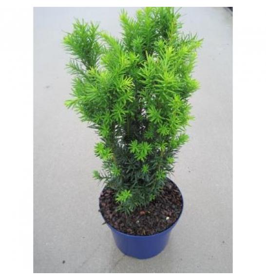 Taxus media Hicksii C5 Lit. 40-60 cm