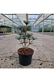 Sciadopitys verticillata Green Diamond C3 Lit. 20-25 cm