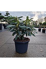 Rhododendron (T) Marcel Menard C12 Lit. 40-50 cm
