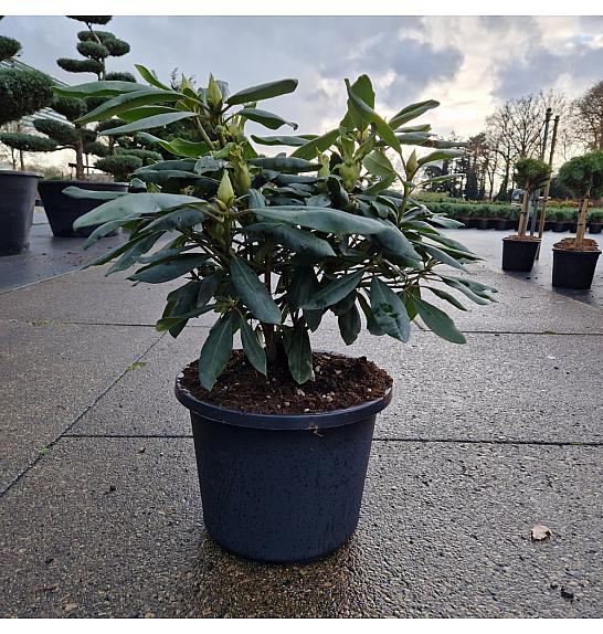 Rhododendron (T) Marcel Menard C12 Lit. 40-50 cm