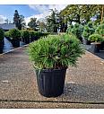 Pinus densiﬂora Low Glow C11 Lit. 30-35 cm