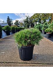 Pinus densiﬂora Low Glow C11 Lit. 30-35 cm