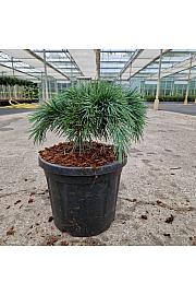 Cedrus libani Hedgehog C6 Lit. 25-30 cm