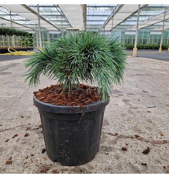 Cedrus libani Hedgehog C6 Lit. 25-30 cm
