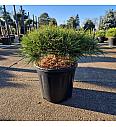Pinus densiﬂora Low Glow C12 Lit. 30-35 cm