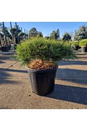 Pinus densiﬂora Low Glow C12 Lit. 30-35 cm