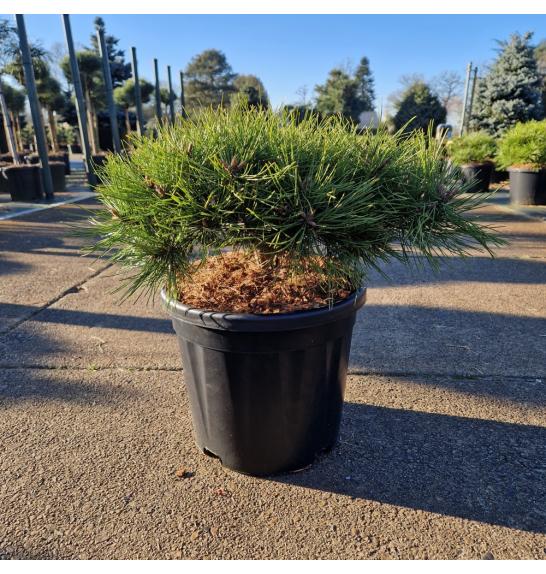 Pinus densiﬂora Low Glow C12 Lit. 30-35 cm