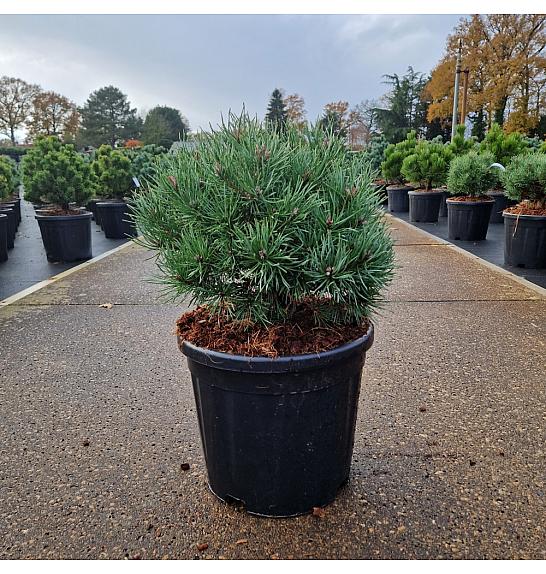 Pinus sylvestris Martham C11 Lit. 30/+ cm