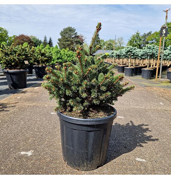 Picea pungens Luckey Strike C18 Lit. 40-50 cm