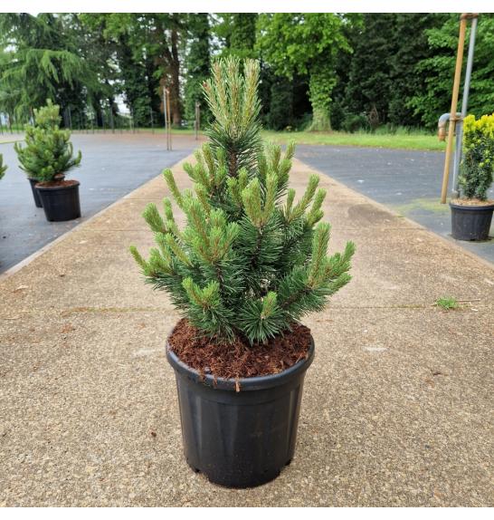 Pinus mugo Gnom C15 Lit. 40-50 cm