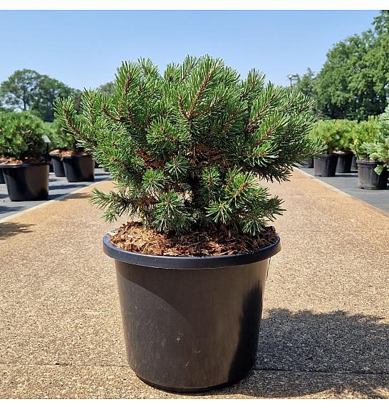 Pinus mugo Klostergrün C12 Lit. 30-35 cm