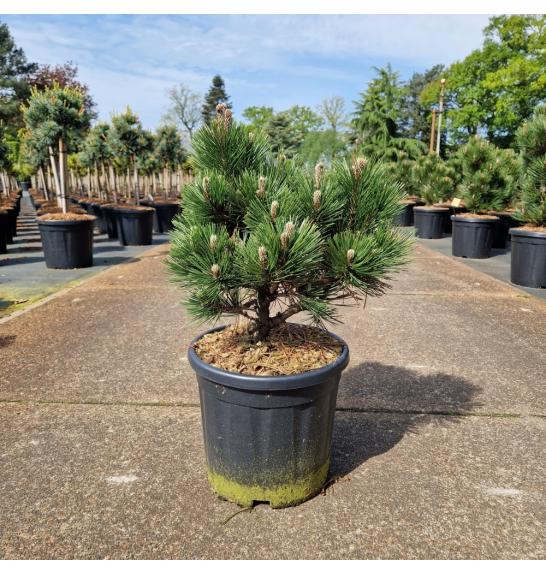 Pinus leucodermis Zwerg Schneverdingen C11 Lit. 40-50 cm