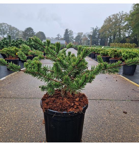 Pinus banksiana Velda C8 Lit. 30-40 cm