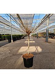 Larix kaempferii Kornick C15 Lit. Na steblu 40 cm