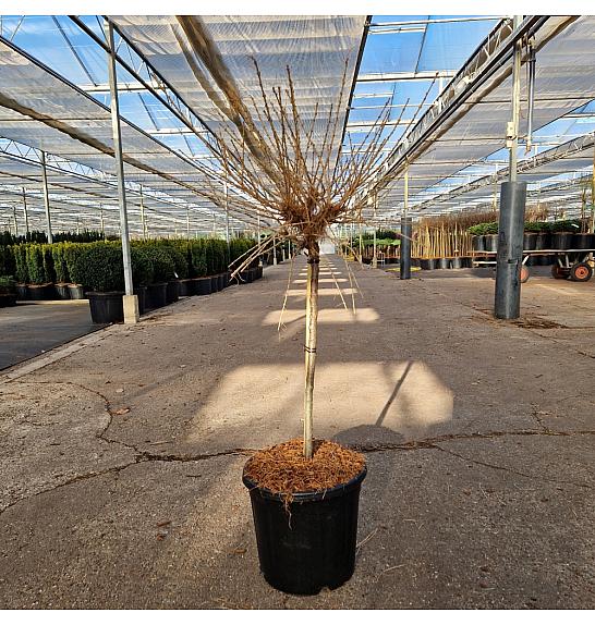 Larix kaempferii Kornick C15 Lit. Na steblu 40 cm
