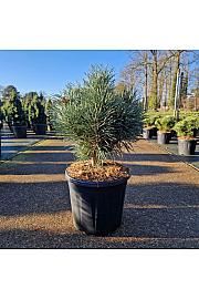 Pinus sylvestris Chantry Blue C15 Lit. 35-40 cm