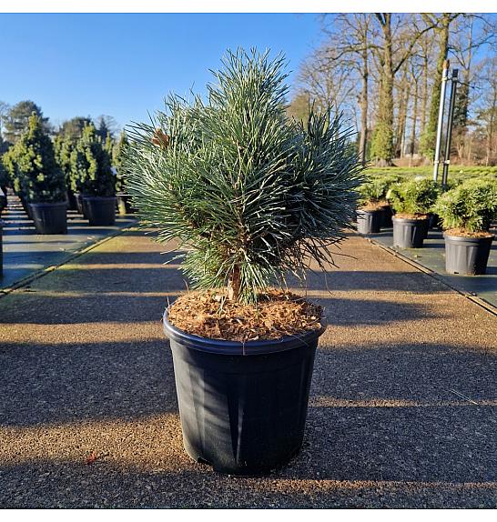 Pinus sylvestris Chantry Blue C15 Lit. 35-40 cm