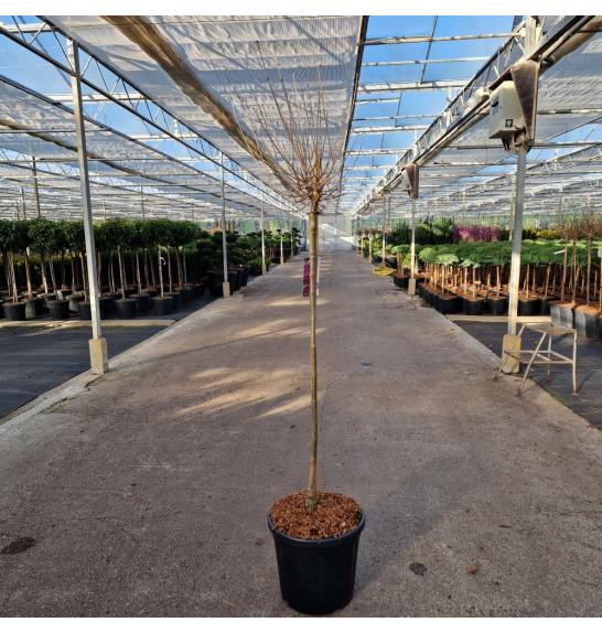 Syringa meyeri Dark Purple® C20 Lit. Na steblu 80 cm