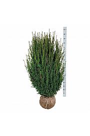 Tixus media Hicksii bala 120-140 cm dodatno