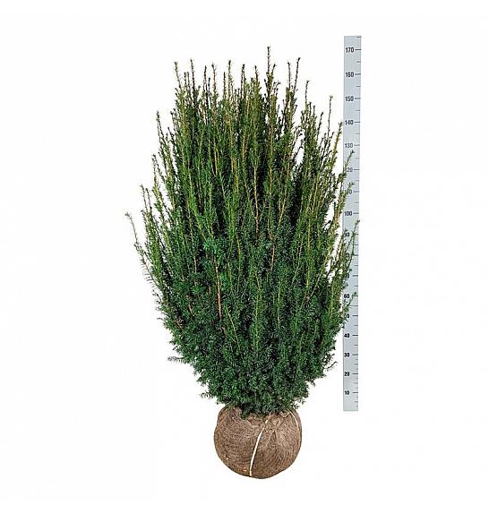 Tixus media Hicksii bala 120-140 cm dodatno