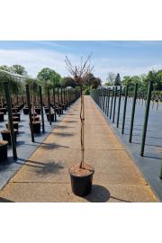Fagus sylvatica Mercedes C11 Lit. Na steblu 80 cm
