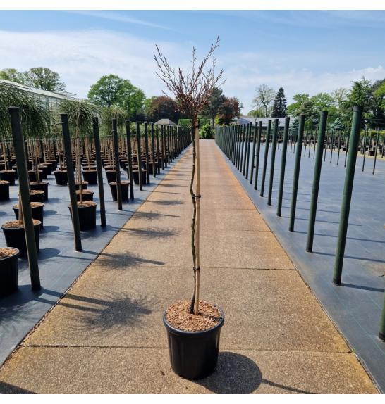 Fagus sylvatica Mercedes C11 Lit. Na steblu 80 cm
