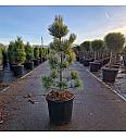 Pinus koraiensis Silveray C18 Lit. 60-70 cm