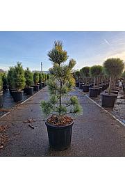 Pinus koraiensis Silveray C18 Lit. 60-70 cm