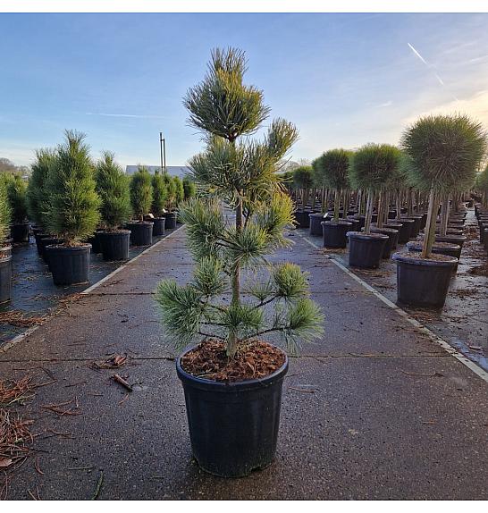 Pinus koraiensis Silveray C18 Lit. 60-70 cm