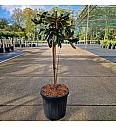 Rhododendron (Y) Anuschka C15 Lit. Na steblu 60 cm
