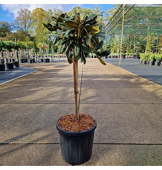 Rhododendron (Y) Anuschka C15 Lit. Na steblu 60 cm