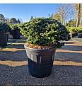 Abies koreana Brillant C18 Lit. 35-40 cm