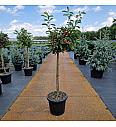 Euonymus phellomanus C35 Lit. Na steblu 80 cm