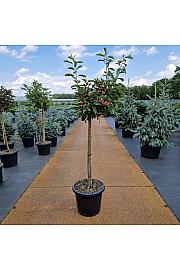 Euonymus phellomanus C35 Lit. Na steblu 80 cm