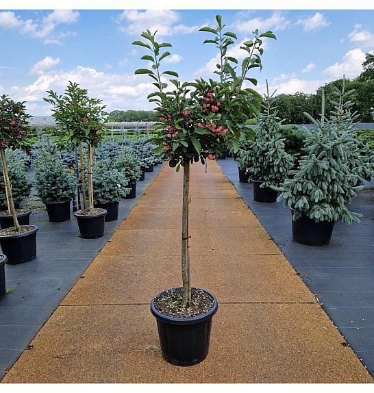 Euonymus phellomanus C35 Lit. Na steblu 80 cm