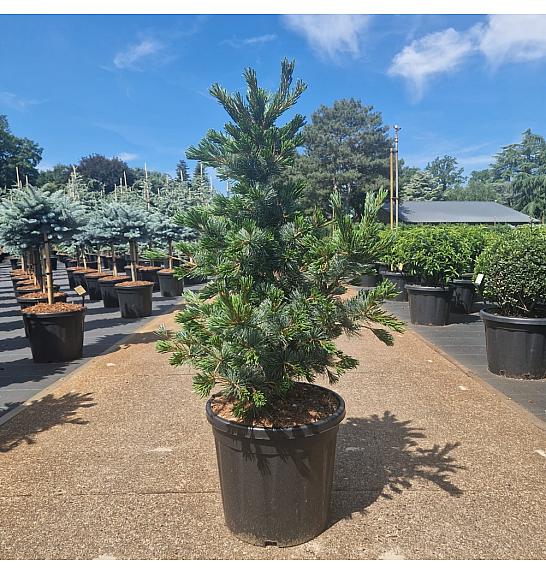 Pinus parviflora Negishi C20 Lit. 70-80 cm