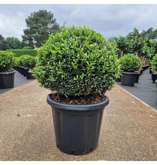 Ilex crenata Dark Green C25 Lit. 40-45 cm Krogla