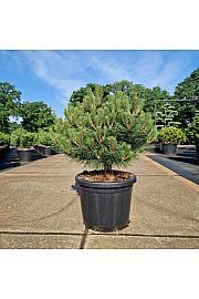 Pinus nigra Brepo C45 Lit. Na steblu 10 cm Krošnja 60-80 cm
