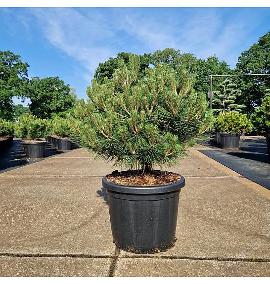 Pinus nigra Brepo C45 Lit. Na steblu 10 cm Krošnja 60-80 cm
